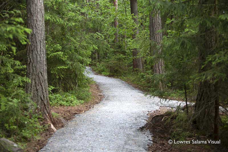 Haarautuva metsäpolku